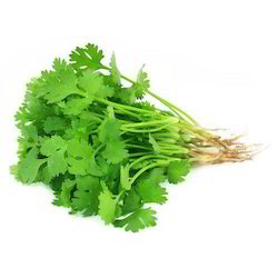 Green Coriander 2Bunch