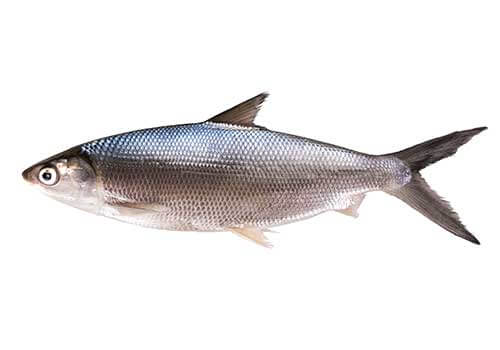 Frozen Milk fish 500 g