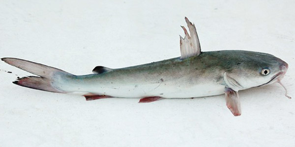 Frozen- Cutting Sea Catfish 550 g 