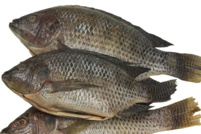   Frozen Tilapia Pakistani 950 G
